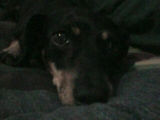 mitzy10.jpg (19423 bytes)